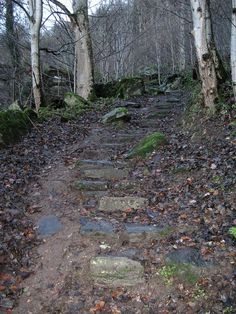 a stone path in the woods surrounded by trees