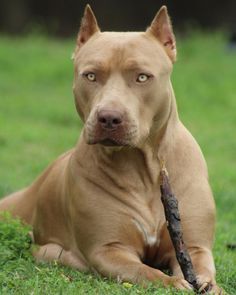 a brown dog laying on top of a lush green field next to a tree branch