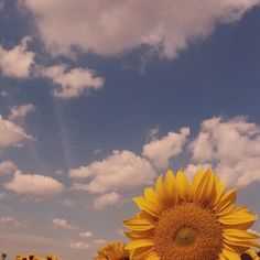 the sunflowers are blooming in the field with blue sky and white clouds