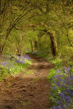 a dirt road surrounded by bluebells and trees