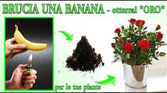 a person lighting a candle next to a potted plant with red roses and a banana