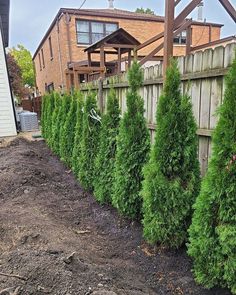 a row of evergreen trees in front of a house with a wooden fence behind it