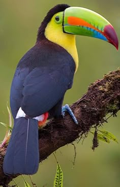 a colorful toucan perched on a branch