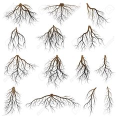 a set of tree roots on white background stock photo, images and clippings