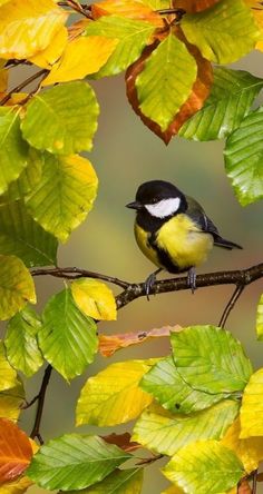 a small bird perched on top of a leaf covered tree branch in front of green and yellow leaves