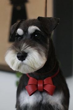 a black and white dog wearing a red bow tie