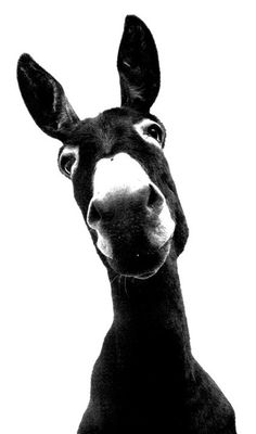 a black and white photo of a donkey