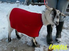 a goat wearing a red coat standing next to a person in the snow with boots on