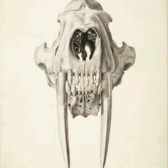 an animal skull with large teeth and long beaks on it's head, viewed from the front