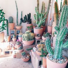 there are many different kinds of cactus in this room