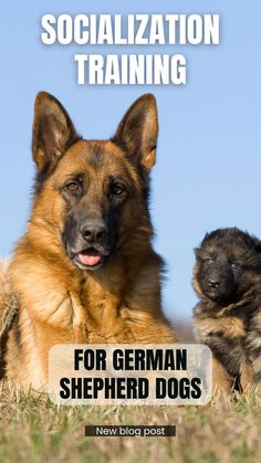 Socialization Training For German Shepherd Dogs Gsd Training, German Shepherd Puppies Training, Tattoo Dog, Dog Advice, Shepherd Dog Breeds, Aesthetic Dog