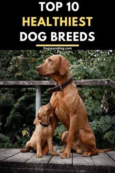 two dogs sitting on top of a wooden platform with trees in the background and text overlay that reads top 10 healthist dog breeds