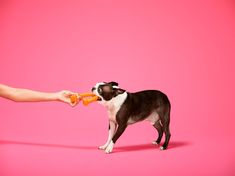 a small dog standing on top of a pink floor holding an orange frisbee in it's mouth