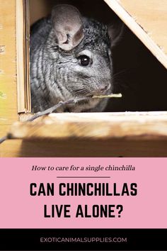 a chinel in a wooden box with text overlay that says can chinellas live alone?