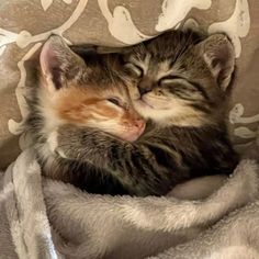 a kitten sleeping on top of a blanket