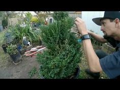 a man in a hat is trimming a bush