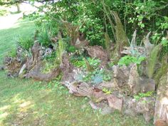 an old tree stump with plants growing out of it's sides in the grass