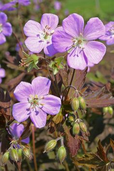 purple flowers with green leaves in the foreground and grass in the backround