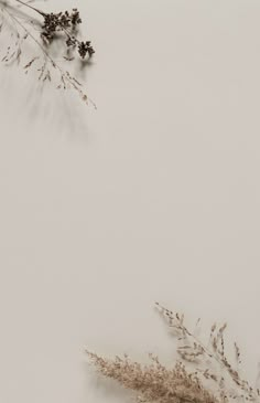 some dry plants on a white background