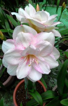 two white and pink flowers in a pot