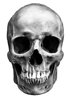 a black and white photo of a human skull