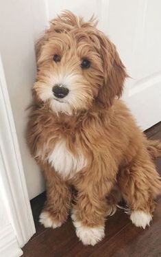 a small brown dog sitting next to a door