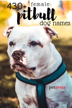 a white dog wearing a green collar with the words,'340 female pitbull dog names '