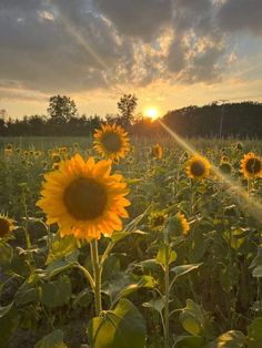 sunflowers are blooming in the field as the sun goes down on them