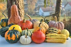 a group of pumpkins sitting on top of a white table next to a tree