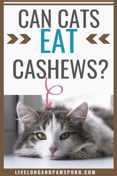 a gray and white cat laying on top of a window sill with the words can cats eat cashews?