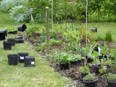 a garden filled with lots of different types of flowers and plants in black plastic pots