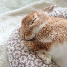 a brown and white cat sleeping on top of a pillow