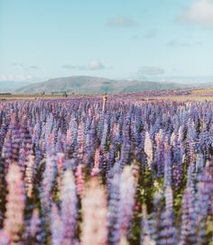 a field full of purple flowers with mountains in the background