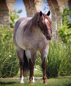 a horse is standing in the grass near some flowers