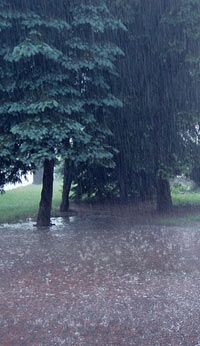 a person walking in the rain with an umbrella over their head and two trees behind them