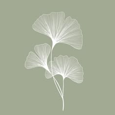 two ginko tree leaves on a light green background with the words ginko written in white