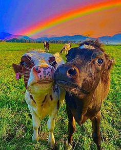 two cows standing next to each other in a field with a rainbow in the background