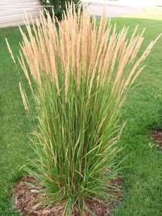 a tall grass plant in the middle of a yard with green grass and brown leaves