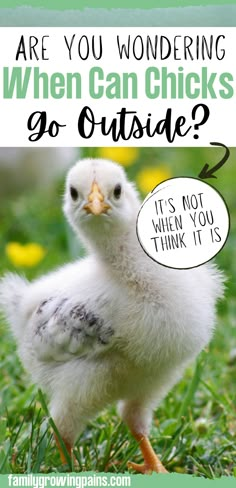 a small white chicken standing in the grass with text overlay that reads are you wondering when can chicks go outside?