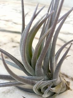 an air plant sitting on top of a white table