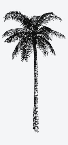 a black and white drawing of a palm tree