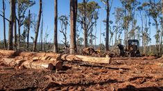 a tractor is parked in the middle of a forest full of cut down tree trunks