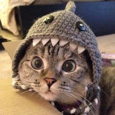 a cat is wearing a knitted hat with a shark's teeth on it