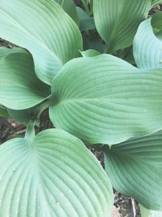 large green leaves are growing in the grass