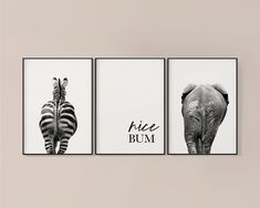 three black and white pictures with zebras, an elephant and a giraffe