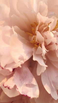 a close up view of a pink flower