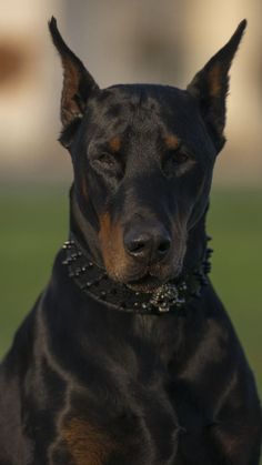 a black and brown dog wearing a chain around it's neck with grass in the background