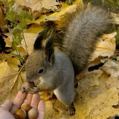 a squirrel eating nuts from someone's hand