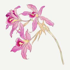 an illustration of pink flowers with yellow stamens on a white background, in full bloom