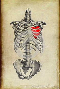 a drawing of a human skeleton with a red heart in the ribcage and ribs